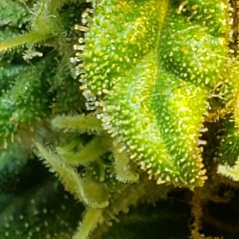 Moby-D XXL Auto growlog timeline photo