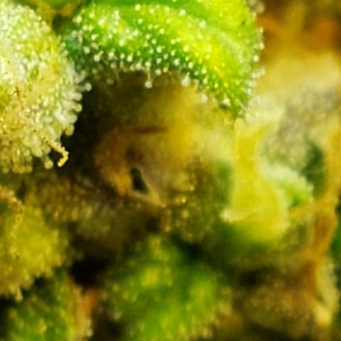 Moby-D XXL Auto growlog timeline photo