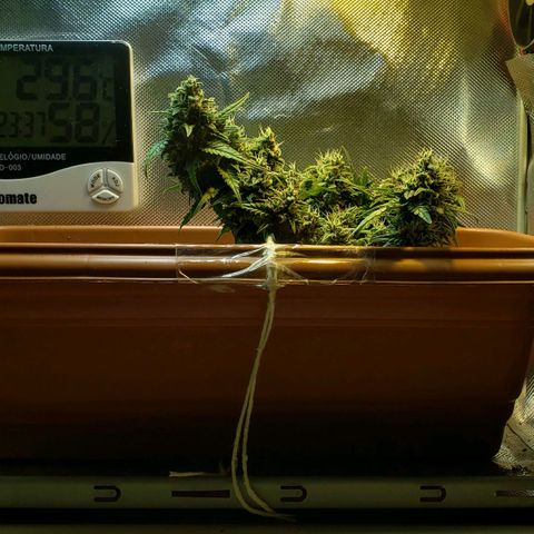 Moby-D XXL Auto growlog timeline photo