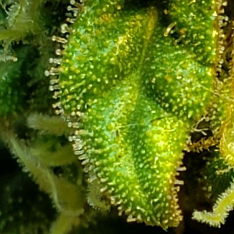 Moby-D XXL Auto growlog timeline photo