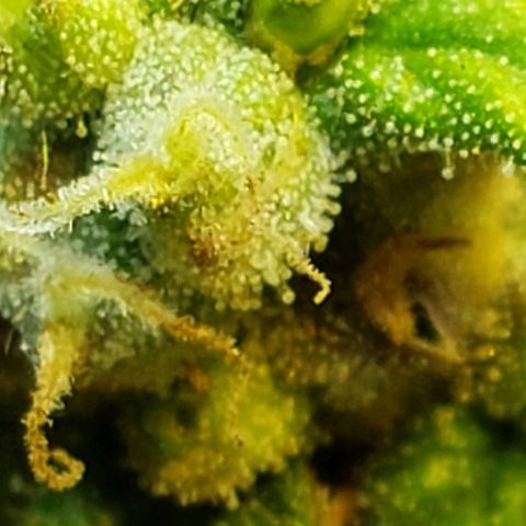 Moby-D XXL Auto growlog timeline photo