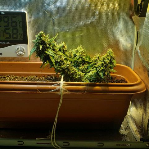 Moby-D XXL Auto growlog timeline photo