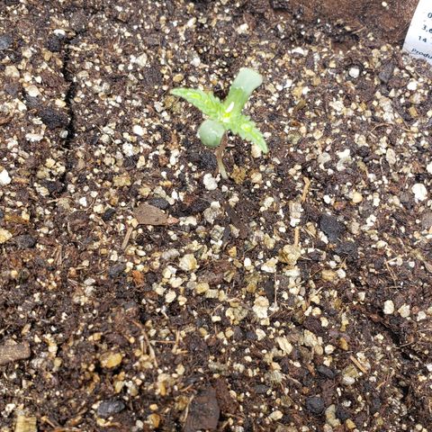 Moby-D XXL Auto growlog timeline photo