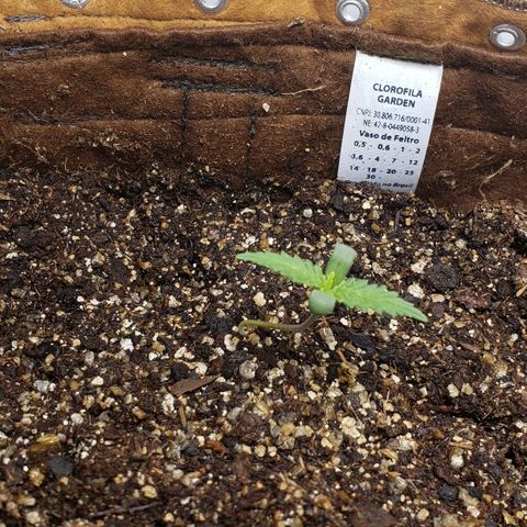 Moby-D XXL Auto growlog timeline photo