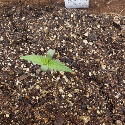 Moby-D XXL Auto growlog timeline photo