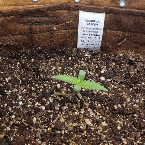 Moby-D XXL Auto growlog timeline photo