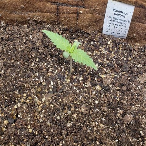 Moby-D XXL Auto growlog timeline photo