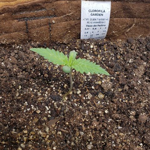 Moby-D XXL Auto growlog timeline photo