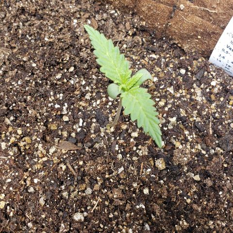 Moby-D XXL Auto growlog timeline photo