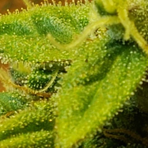 Moby-D XXL Auto growlog timeline photo