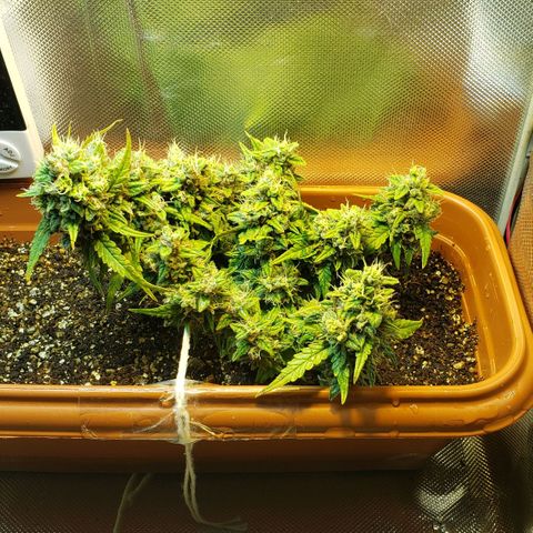 Moby-D XXL Auto growlog timeline photo