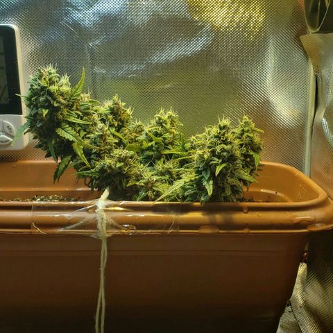 Moby-D XXL Auto growlog timeline photo