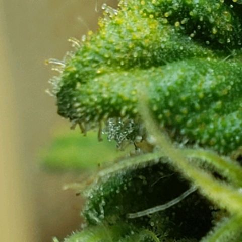 Moby-D XXL Auto growlog timeline photo