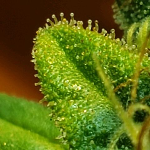 Moby-D XXL Auto growlog timeline photo