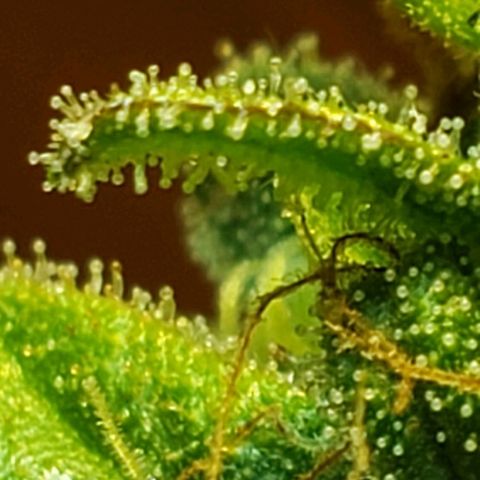 Moby-D XXL Auto growlog timeline photo