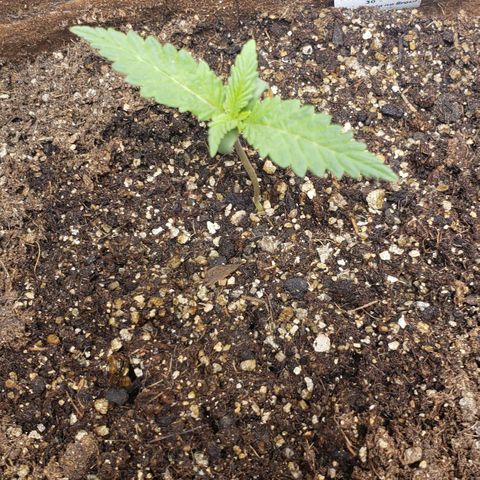Moby-D XXL Auto growlog timeline photo