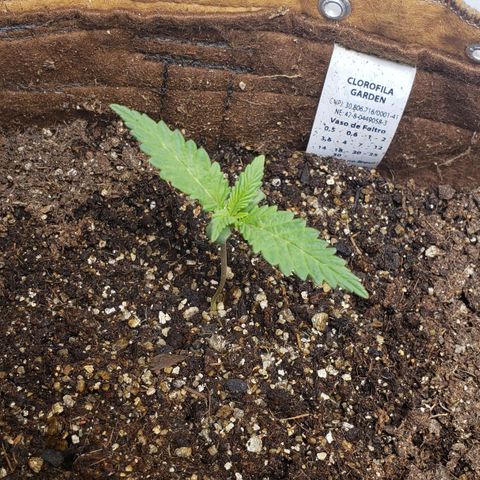 Moby-D XXL Auto growlog timeline photo