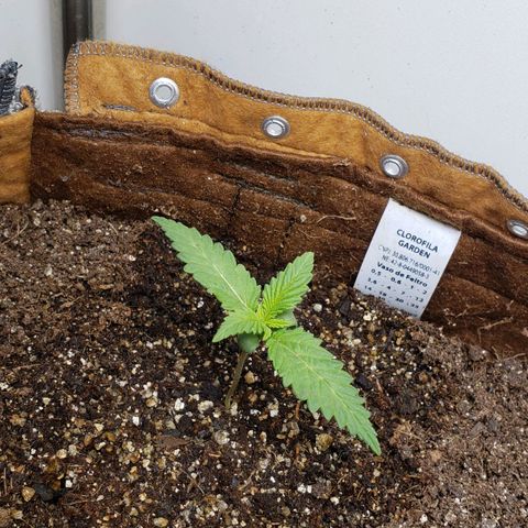 Moby-D XXL Auto growlog timeline photo
