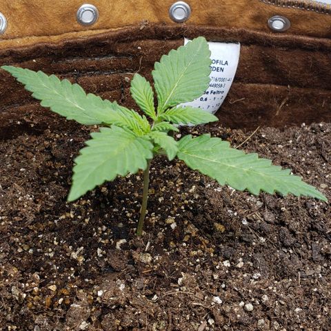 Moby-D XXL Auto growlog timeline photo