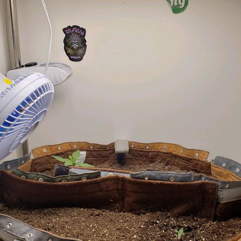 Moby-D XXL Auto growlog timeline photo