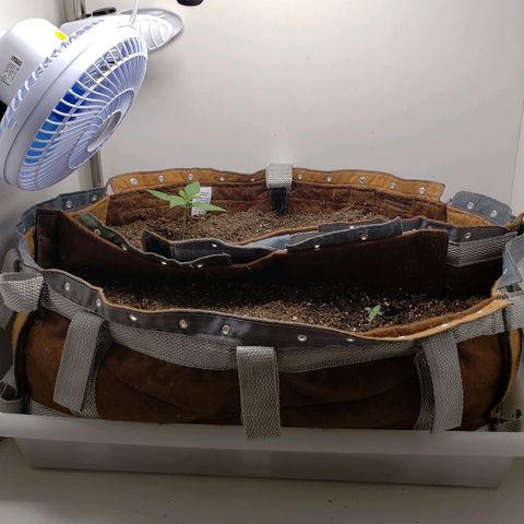 Moby-D XXL Auto growlog timeline photo