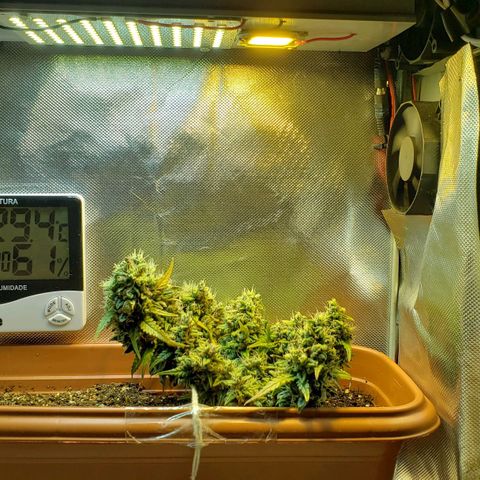 Moby-D XXL Auto growlog timeline photo