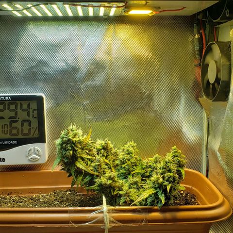 Moby-D XXL Auto growlog timeline photo