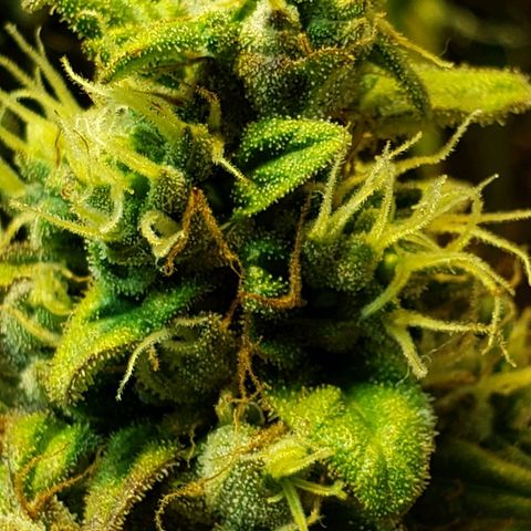 Moby-D XXL Auto growlog timeline photo