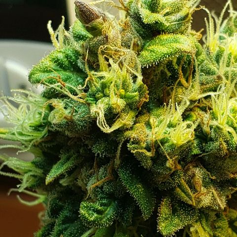Moby-D XXL Auto growlog timeline photo