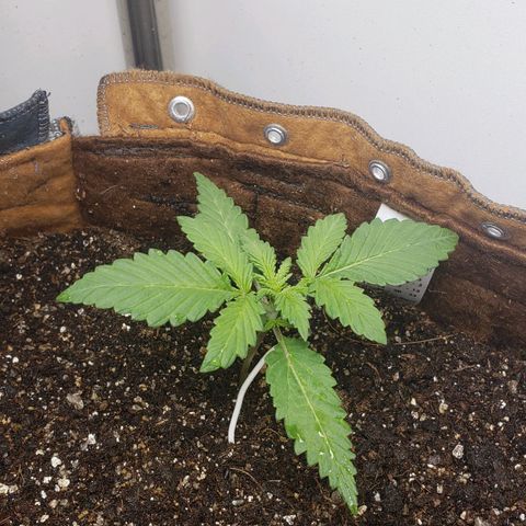 Moby-D XXL Auto growlog timeline photo