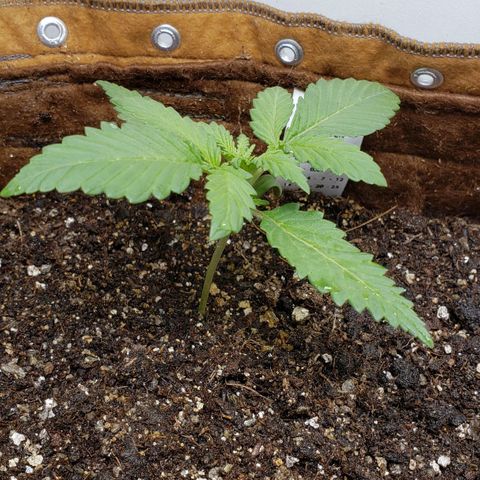 Moby-D XXL Auto growlog timeline photo