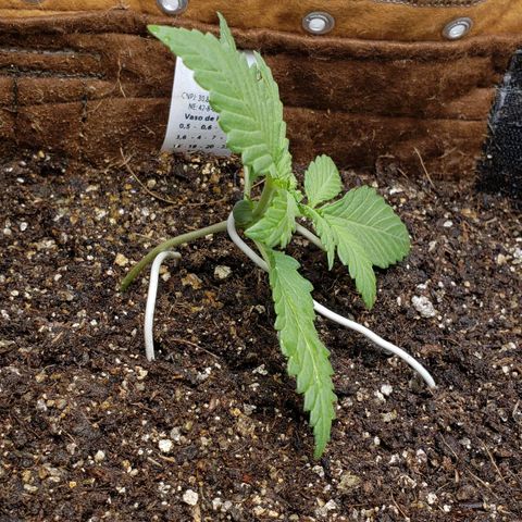 Moby-D XXL Auto growlog timeline photo