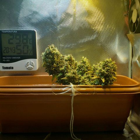 Moby-D XXL Auto growlog timeline photo