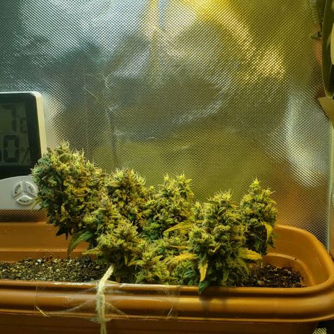 Moby-D XXL Auto growlog timeline photo
