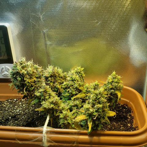 Moby-D XXL Auto growlog timeline photo