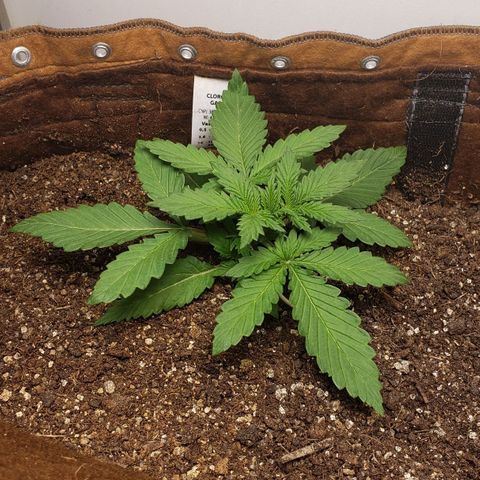 Moby-D XXL Auto growlog timeline photo