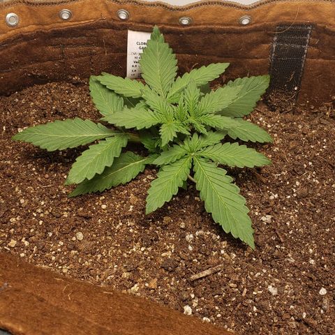 Moby-D XXL Auto growlog timeline photo
