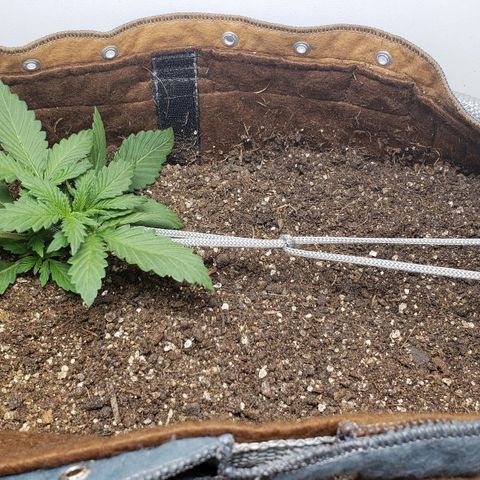 Moby-D XXL Auto growlog timeline photo