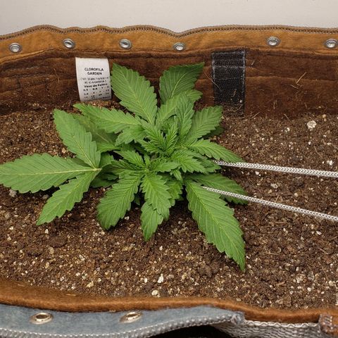 Moby-D XXL Auto growlog timeline photo