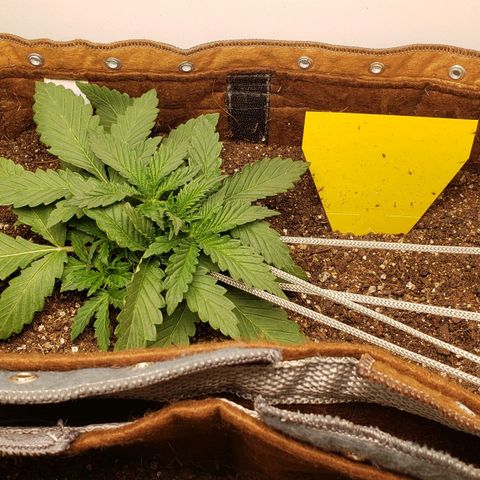 Moby-D XXL Auto growlog timeline photo