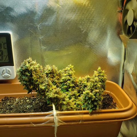 Moby-D XXL Auto growlog timeline photo