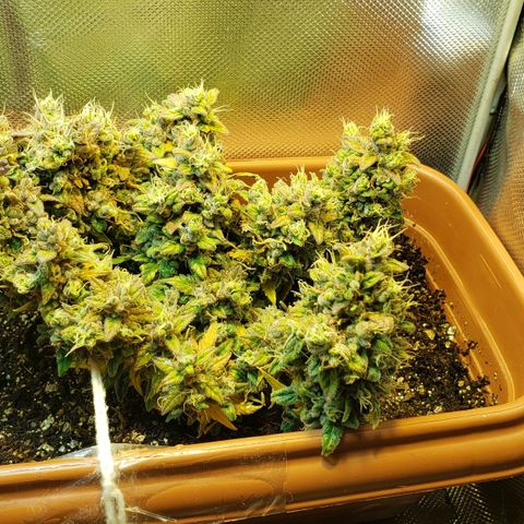Moby-D XXL Auto growlog timeline photo