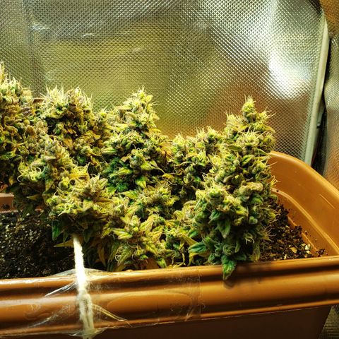 Moby-D XXL Auto growlog timeline photo
