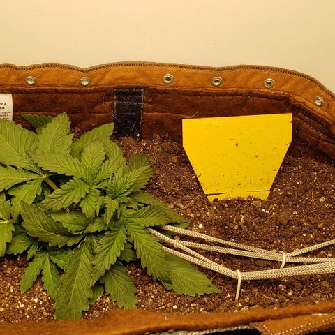Moby-D XXL Auto growlog timeline photo