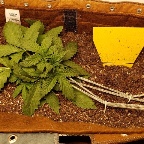 Moby-D XXL Auto growlog timeline photo