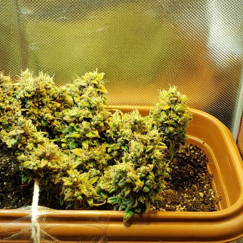 Moby-D XXL Auto growlog timeline photo
