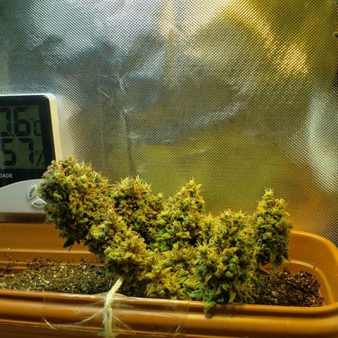Moby-D XXL Auto growlog timeline photo
