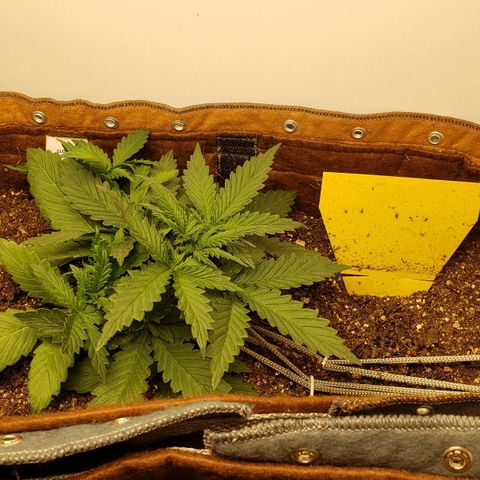 Moby-D XXL Auto growlog timeline photo