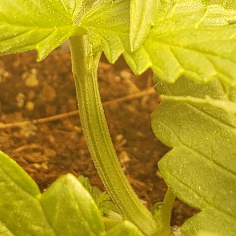 Moby-D XXL Auto growlog timeline photo