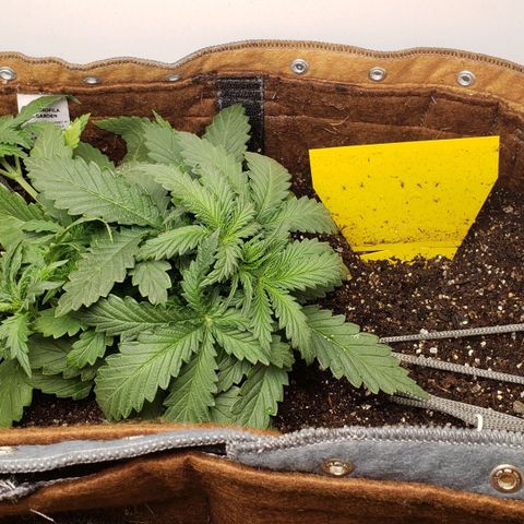 Moby-D XXL Auto growlog timeline photo